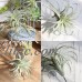 Artificial Pineapple Grass Air Plant Fake Floral As Home Wall Decoration Green   362379284093